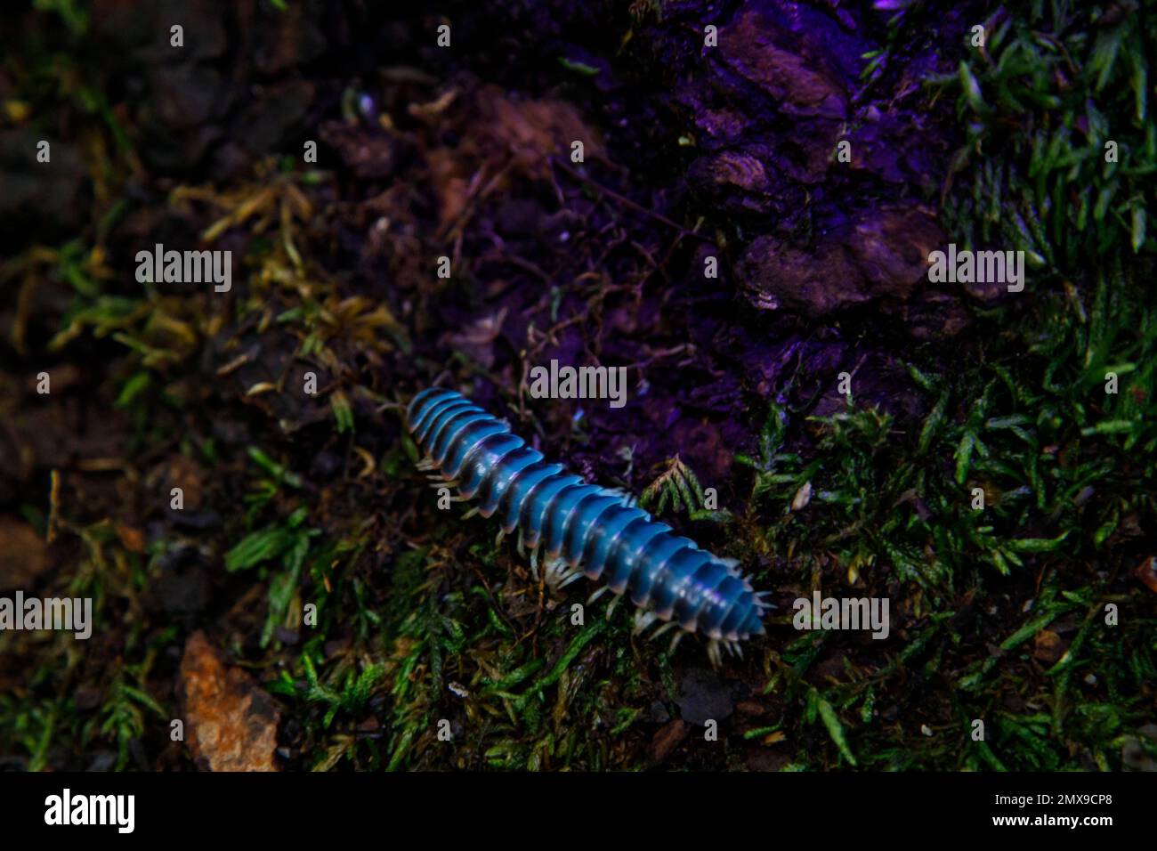 Ultraviolet light reveals biofluorescence in the Flat-backed Millipede (Cherokia georgiana) at night, Great Smoky Mountains National Park, Tennessee. Stock Photo