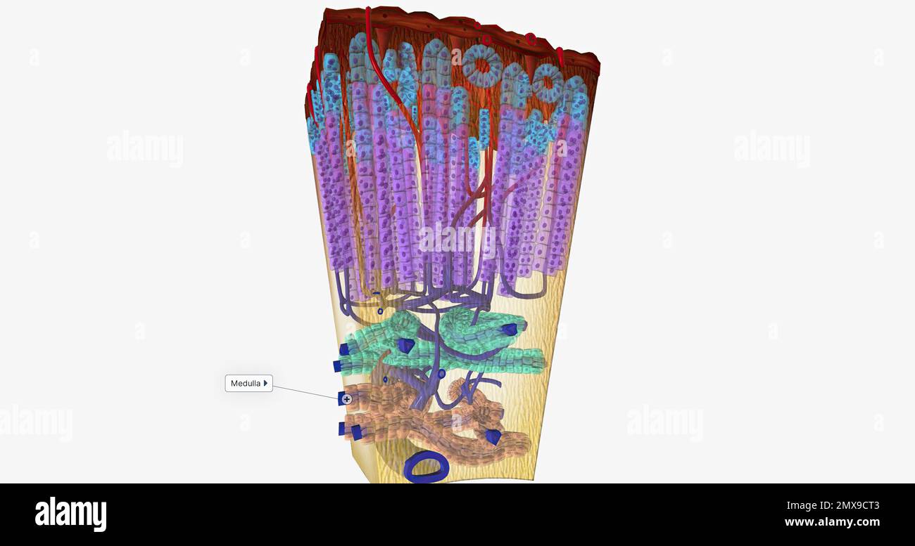 The Adrenal Medulla Hormone Release 3D rendering Stock Photo Alamy