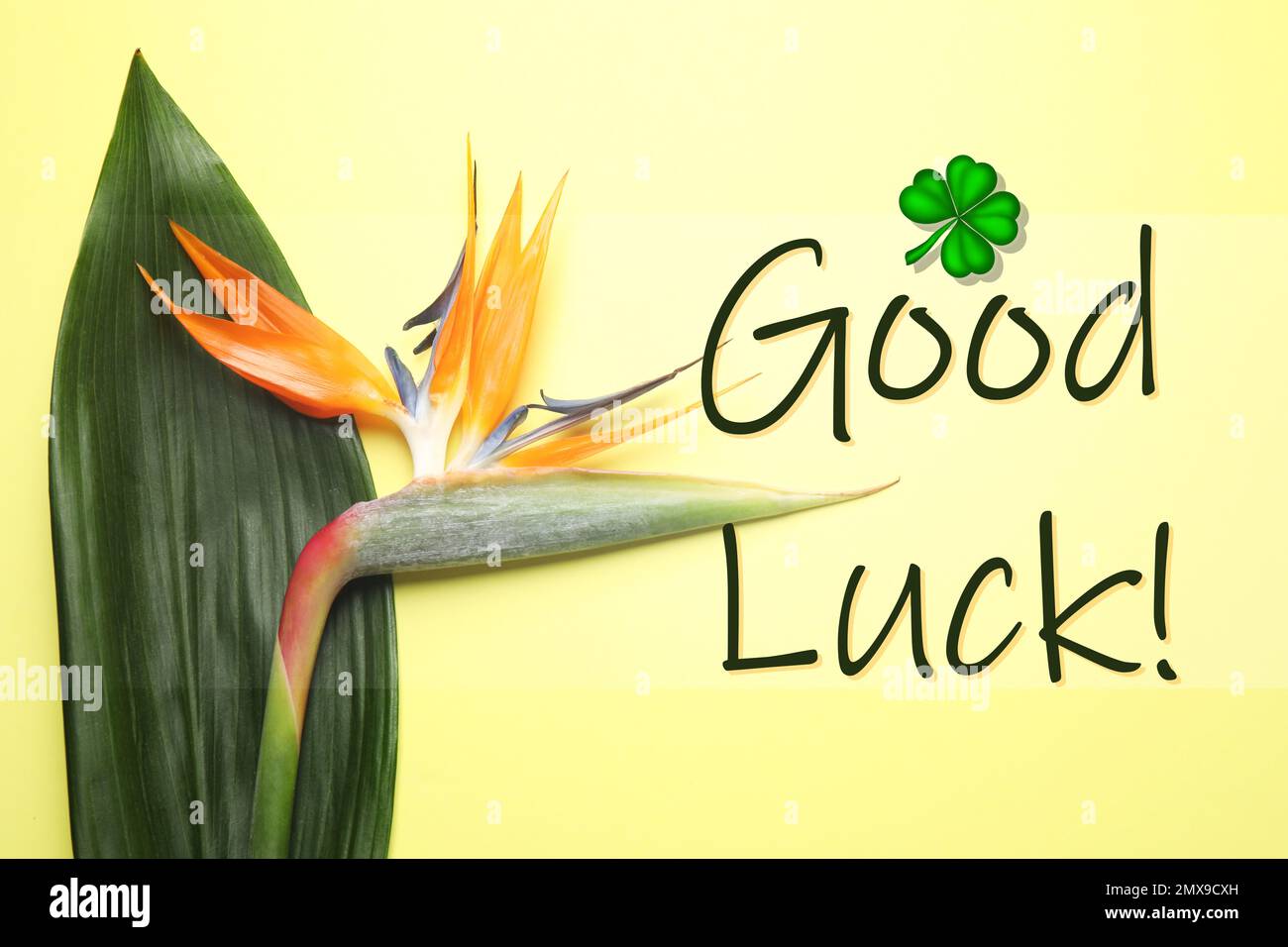 Bird of paradise tropical flower and phrase GOOD LUCK on yellow background, top view Stock Photo