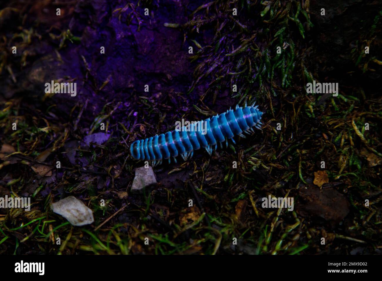 Ultraviolet light reveals biofluorescence in the Flat-backed Millipede (Cherokia georgiana) at night, Great Smoky Mountains National Park, Tennessee. Stock Photo