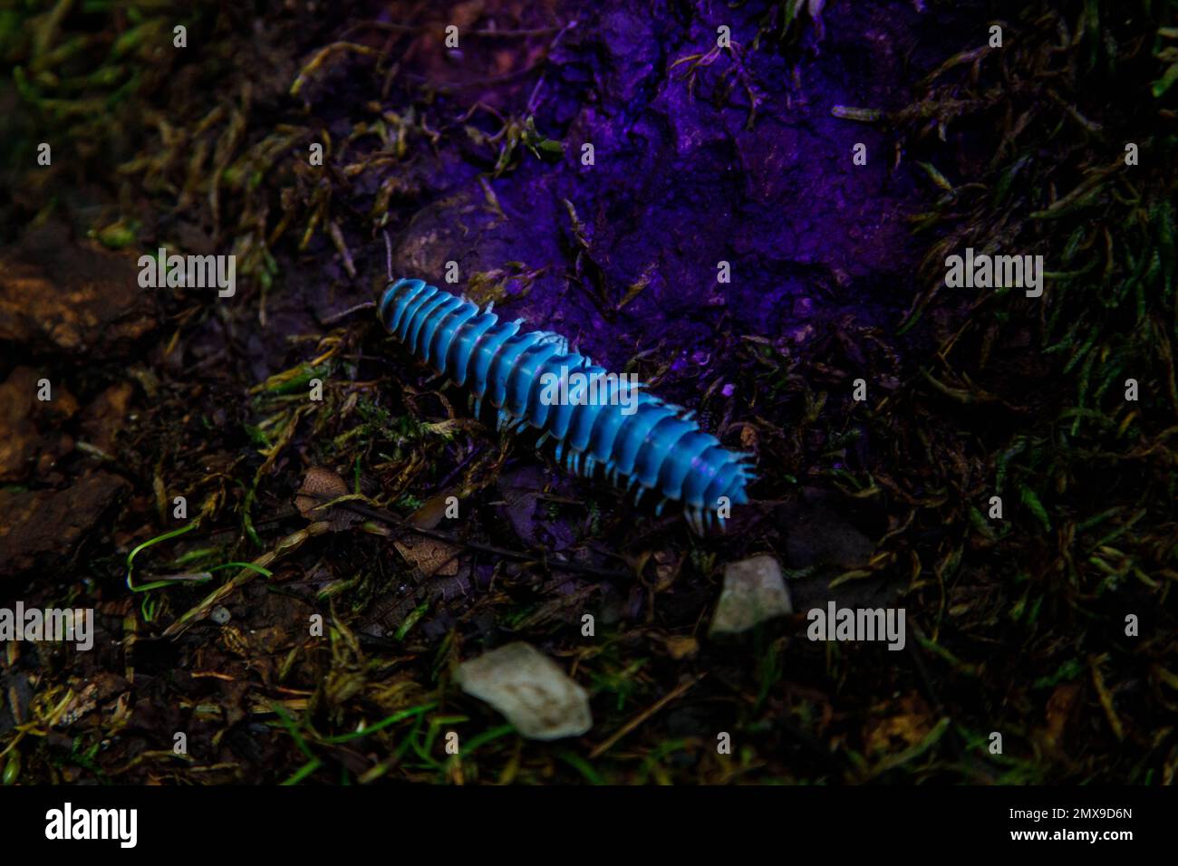 Ultraviolet light reveals biofluorescence in the Flat-backed Millipede (Cherokia georgiana) at night, Great Smoky Mountains National Park, Tennessee. Stock Photo