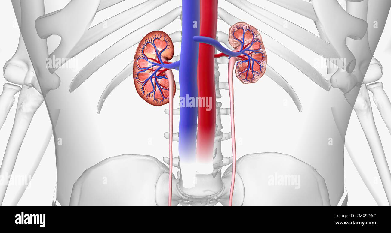 The kidneys filter waste out of the blood for the entire body. 3D