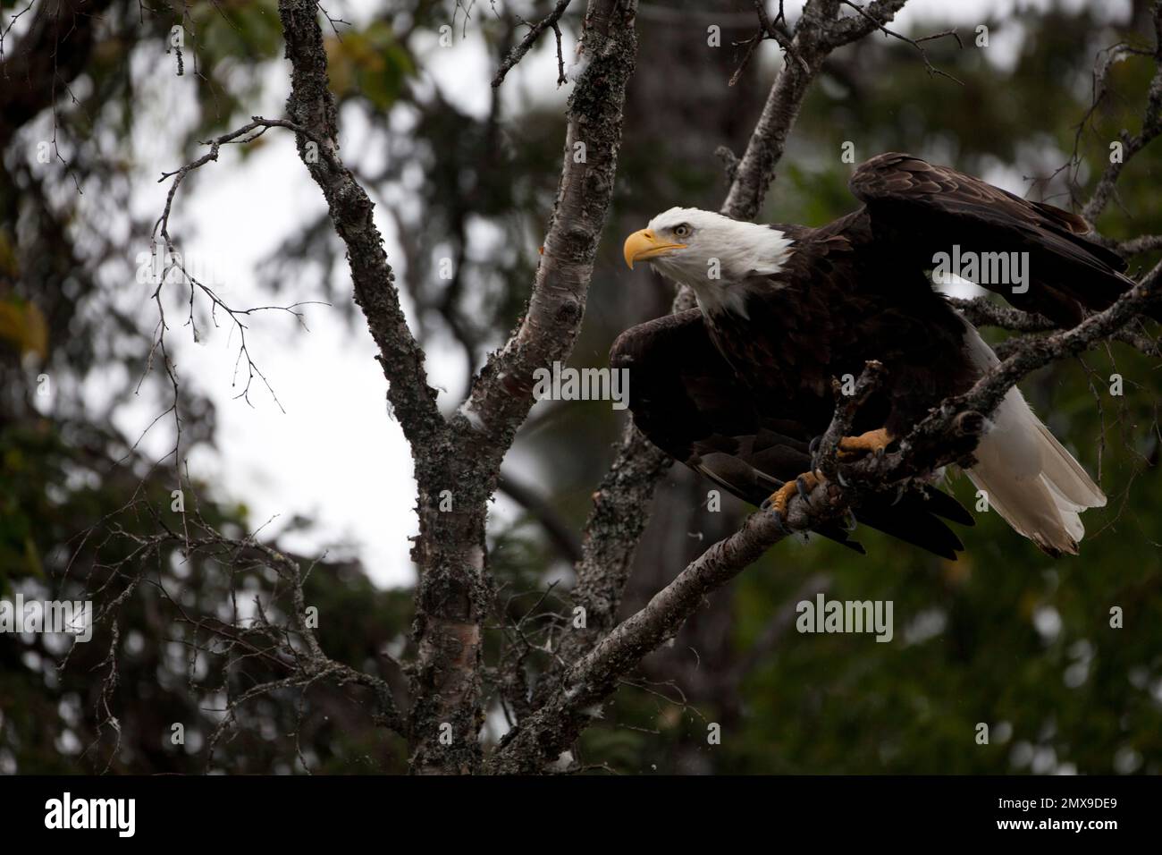 American bald eagle, Katmai National Park, Alaska USA Stock Photo