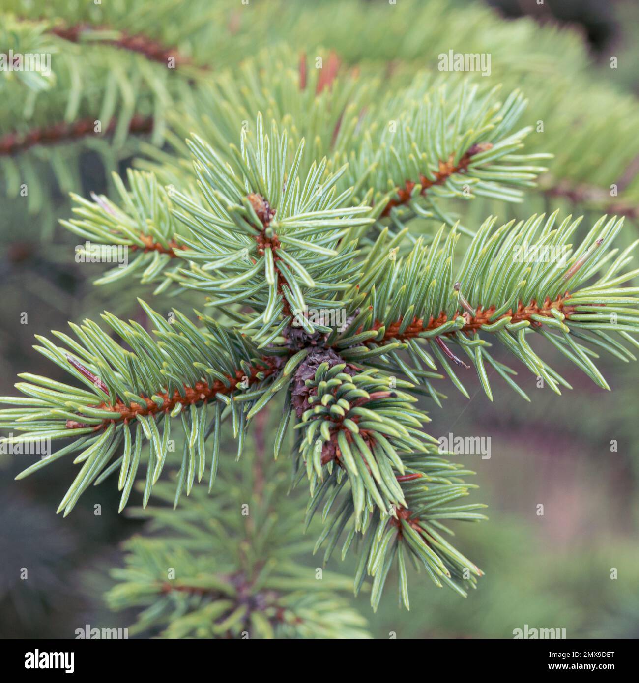 Close up delicate spruce tree hi-res stock photography and images - Alamy