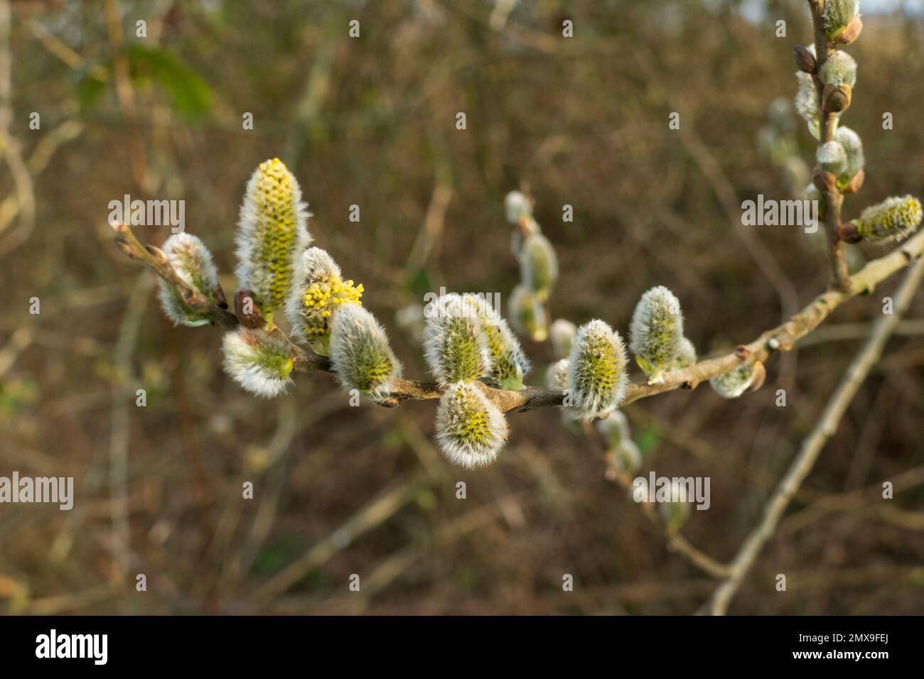 Weide Kätzchen, Salix mit zartem Flaum im Frühjahr Stock Photo