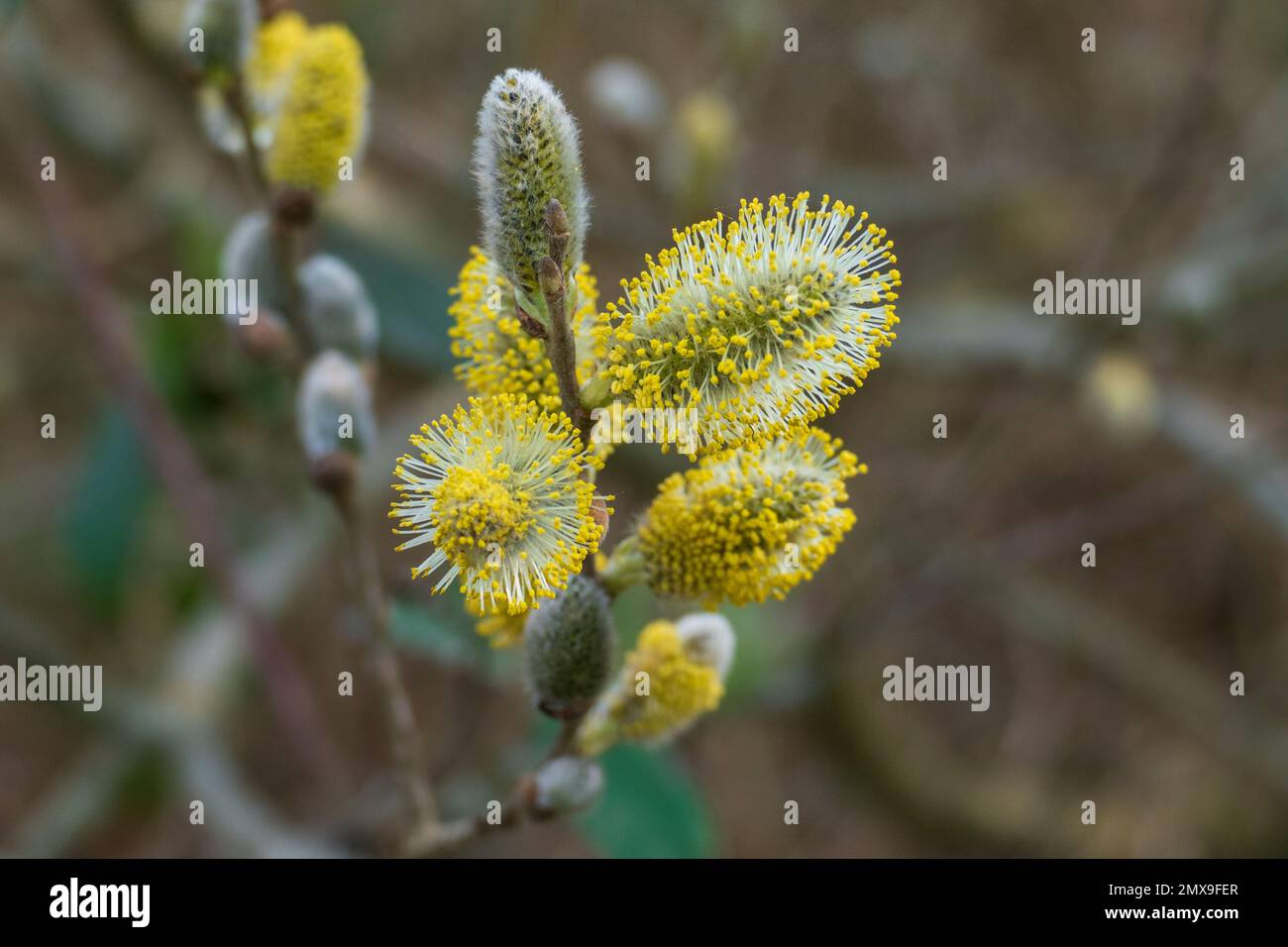 Weide Kätzchen, Salix mit zartem Flaum im Frühjahr Stock Photo