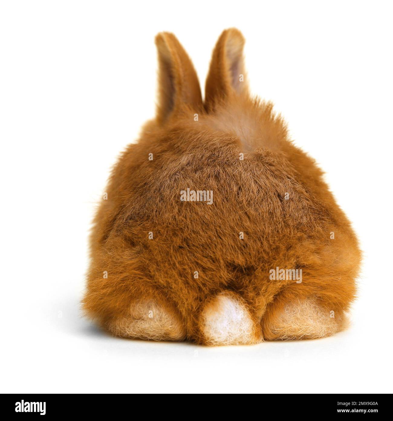 Adorable fluffy Easter bunny on white background, back view Stock Photo ...