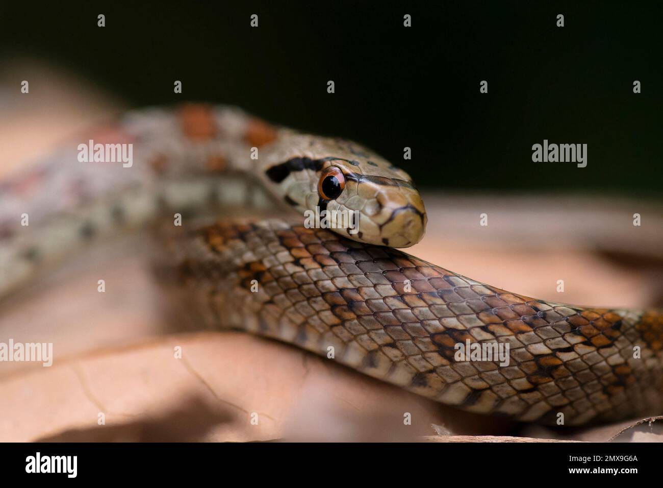 Leopard Snake (Zamenis situla) resting on leaves on the ground Stock Photo