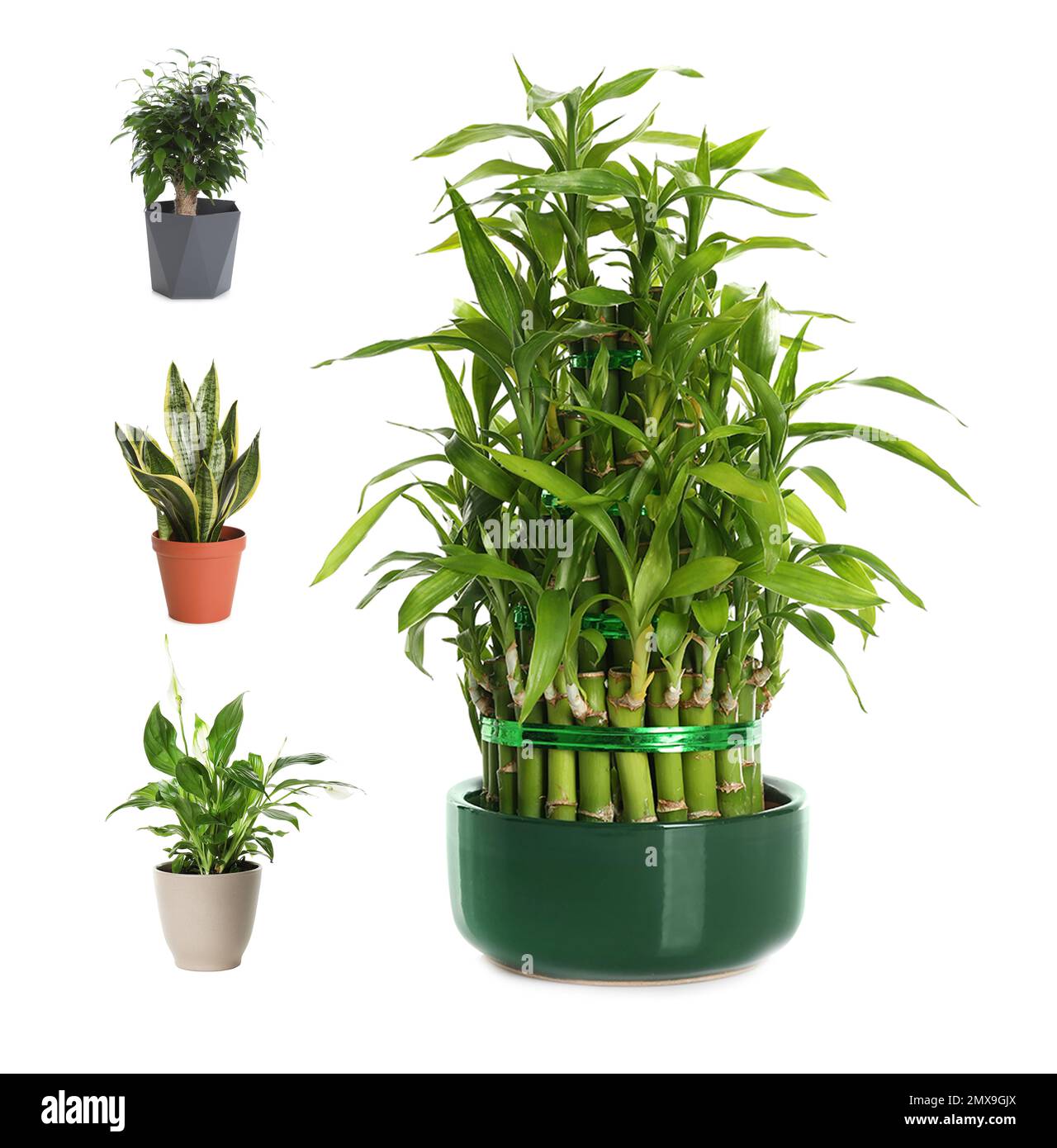 Set of best house plants for air quality improvement on white