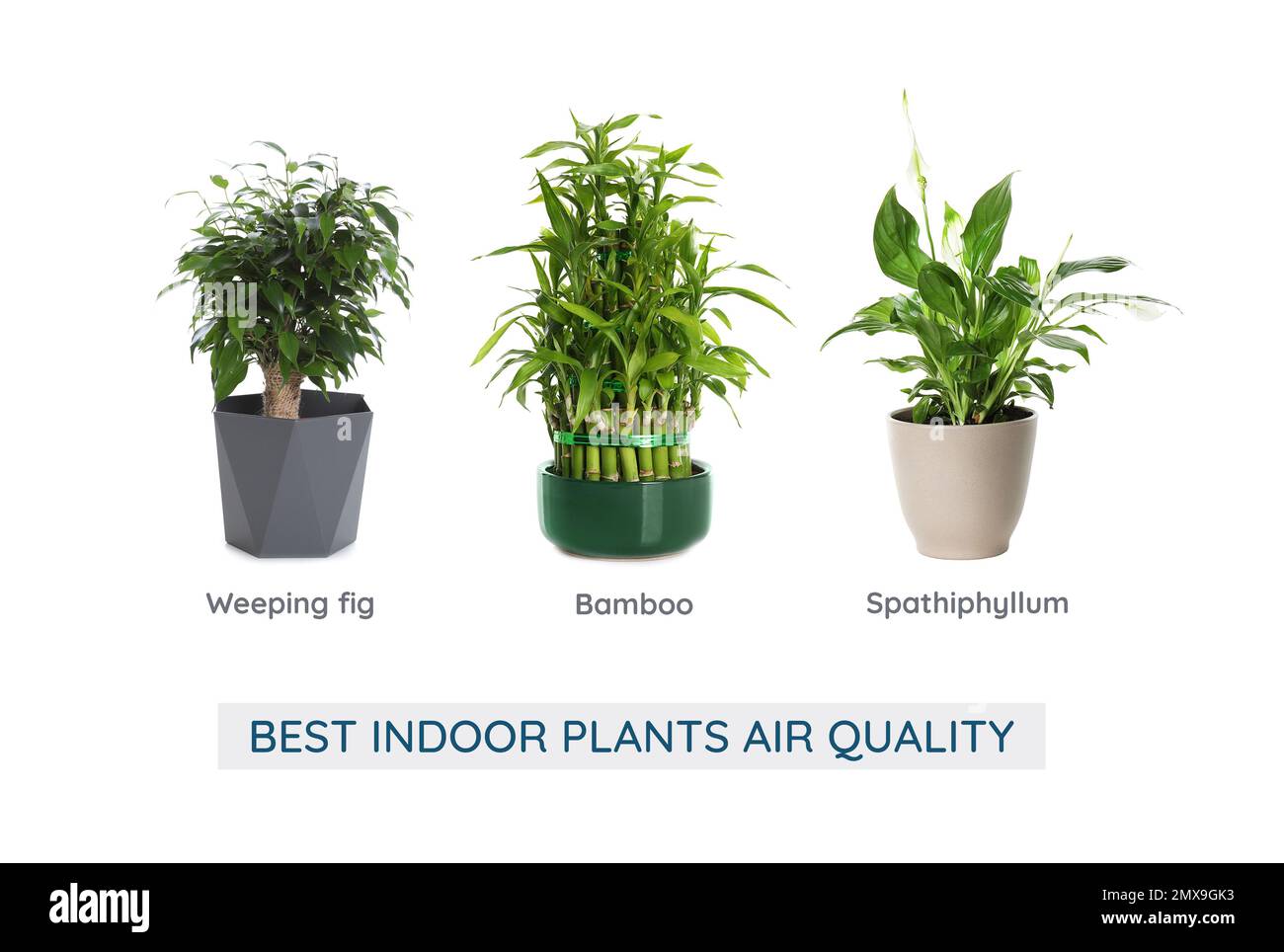 Set Of Best House Plants For Air Quality Improvement On White set-of-best-house-plants-for-air-quality-improvement-on-white