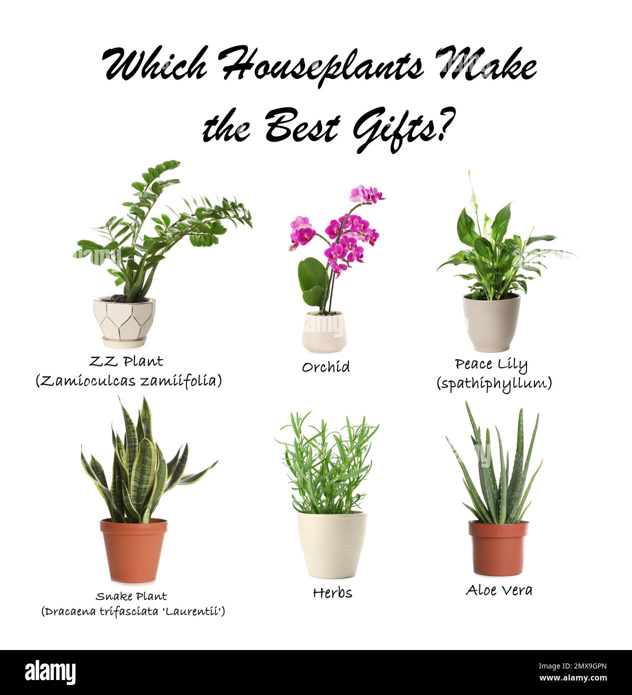 Set of different houseplants on white background. Best gifts for plant