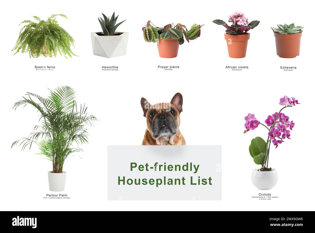 List of pet-friendly houseplants on white background Stock Photo
