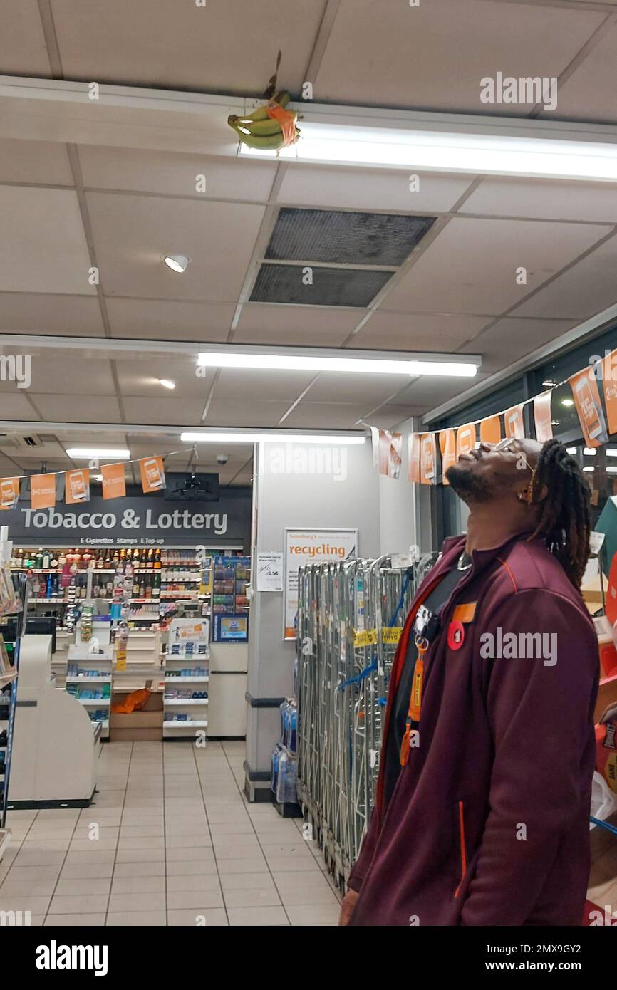 Sainsbury's worker hi-res stock photography and images
