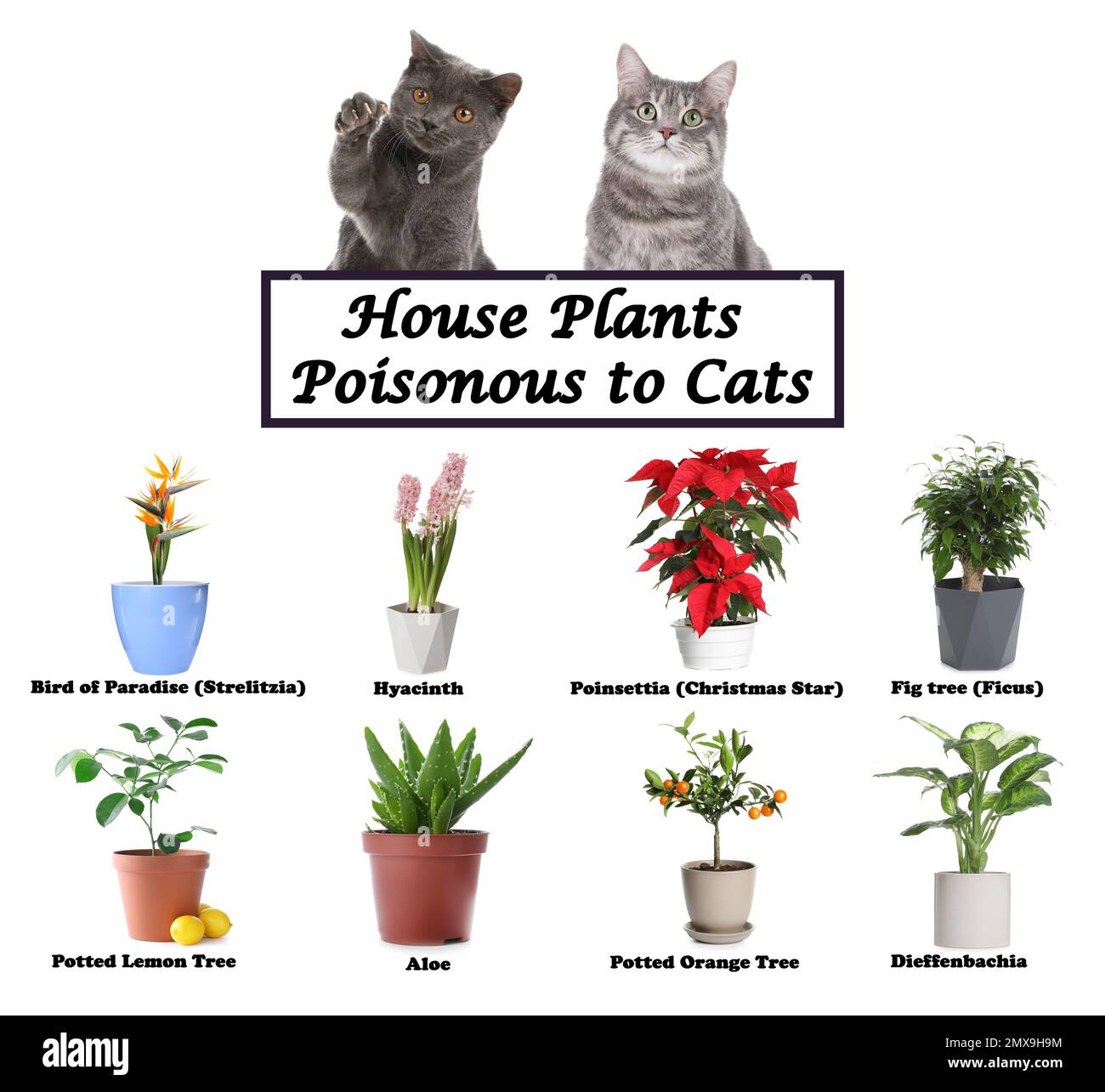Set of house plants poisonous to cats and kittens on white background