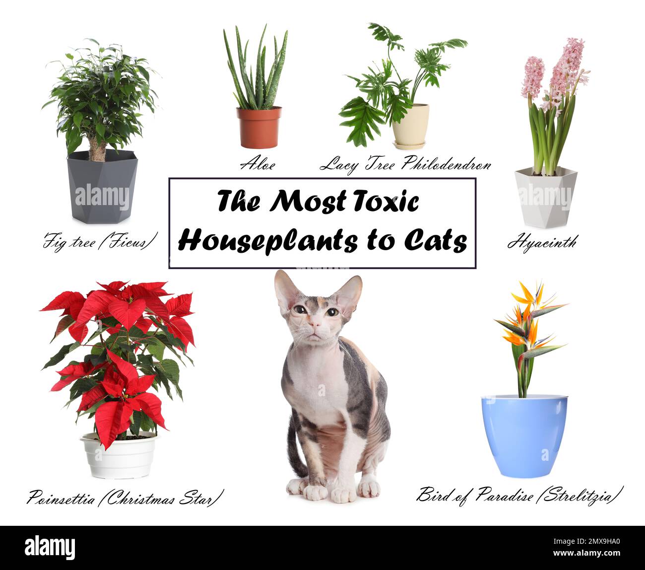 Set of house plants poisonous to cats and kitten on white background Stock Photo Alamy