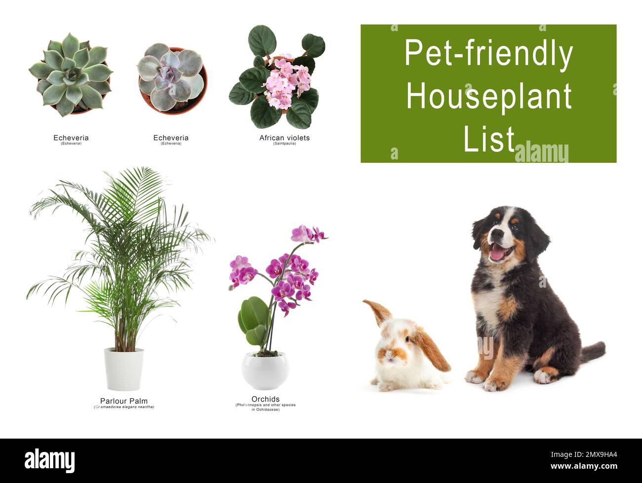 List of petfriendly houseplants on white background Stock Photo Alamy