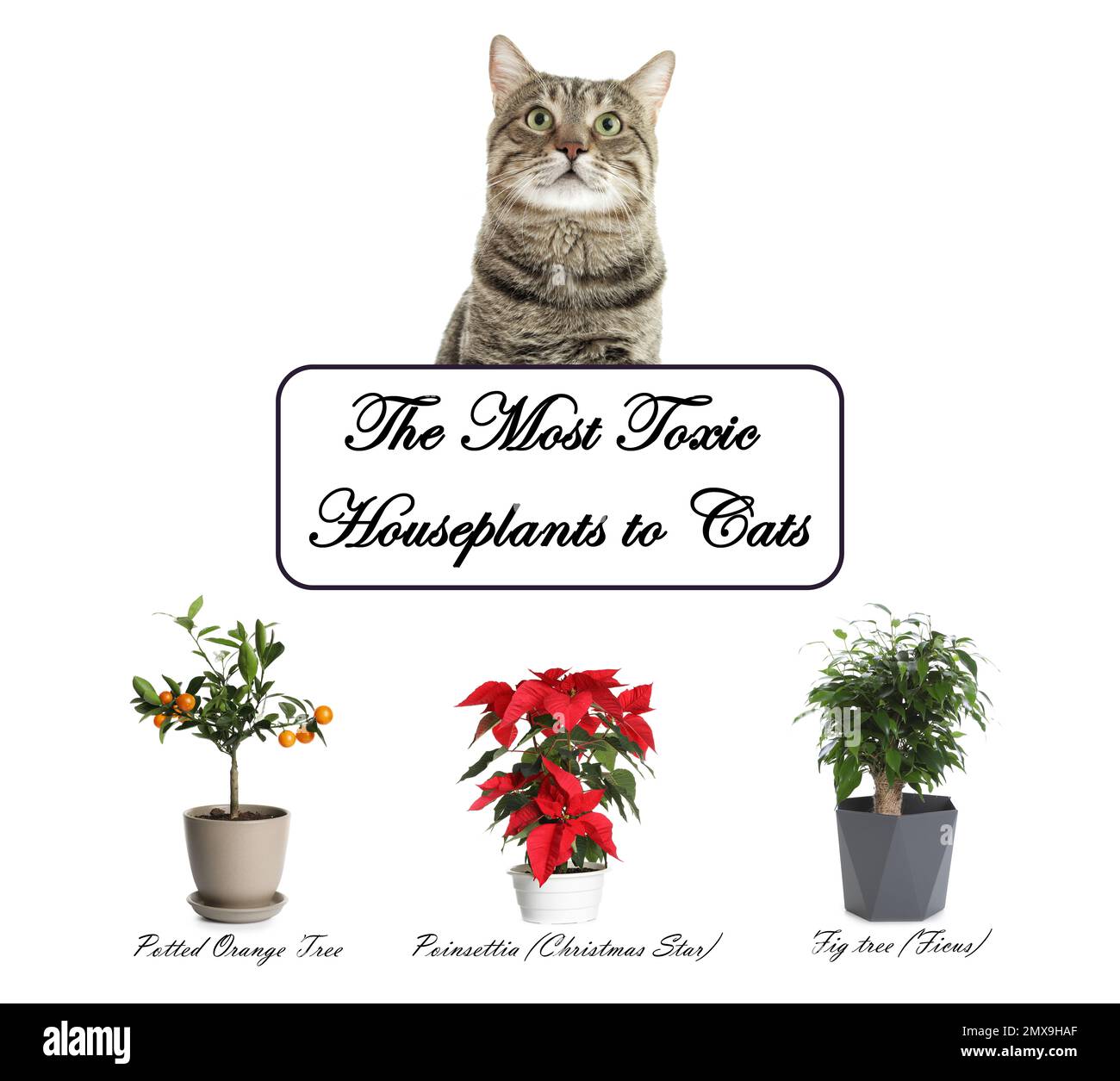 Set of house plants poisonous to cats and kitten on white background