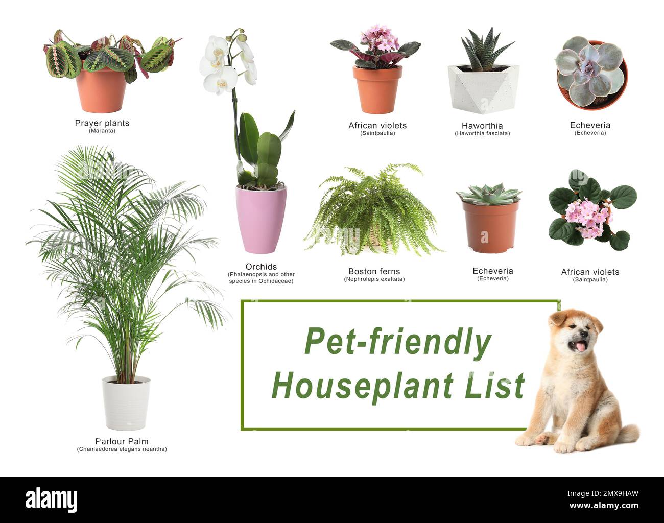 List of petfriendly houseplants on white background Stock Photo Alamy
