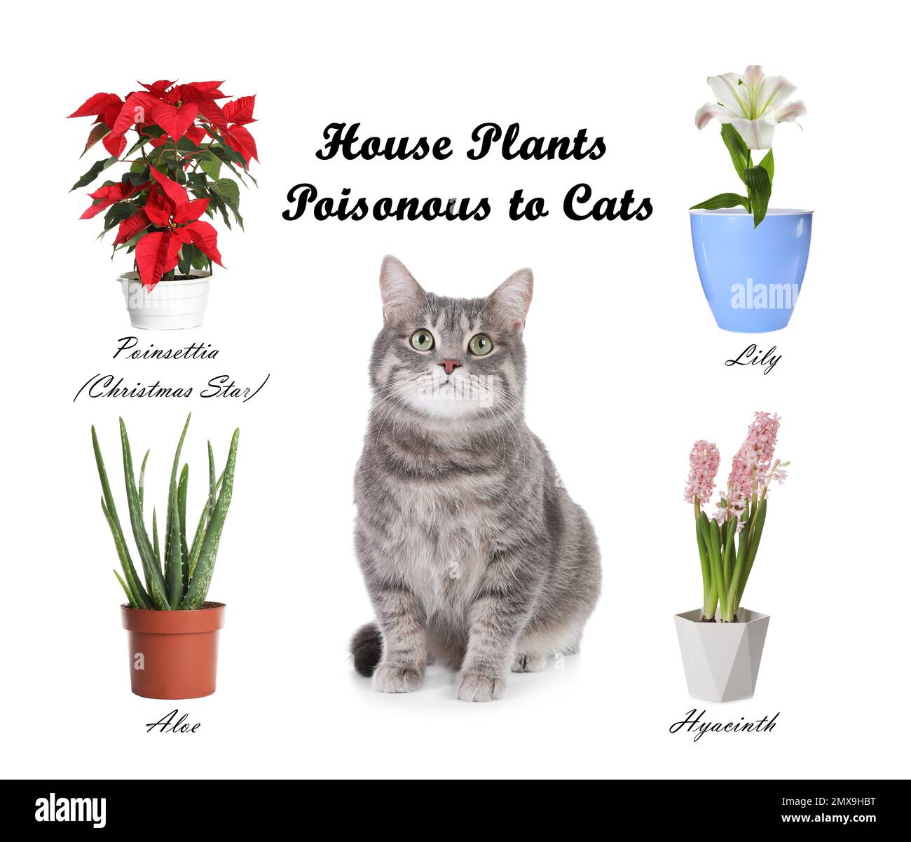 Set of house plants poisonous to cats and kitten on white background