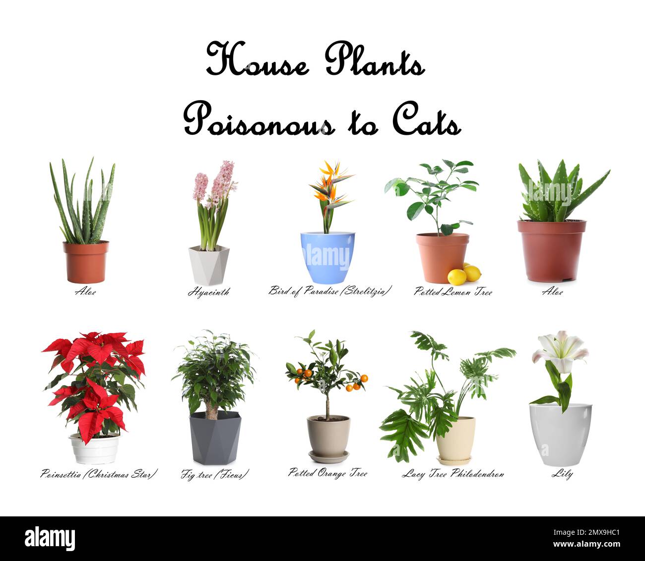 Set of house plants poisonous to cats on white background Stock Photo