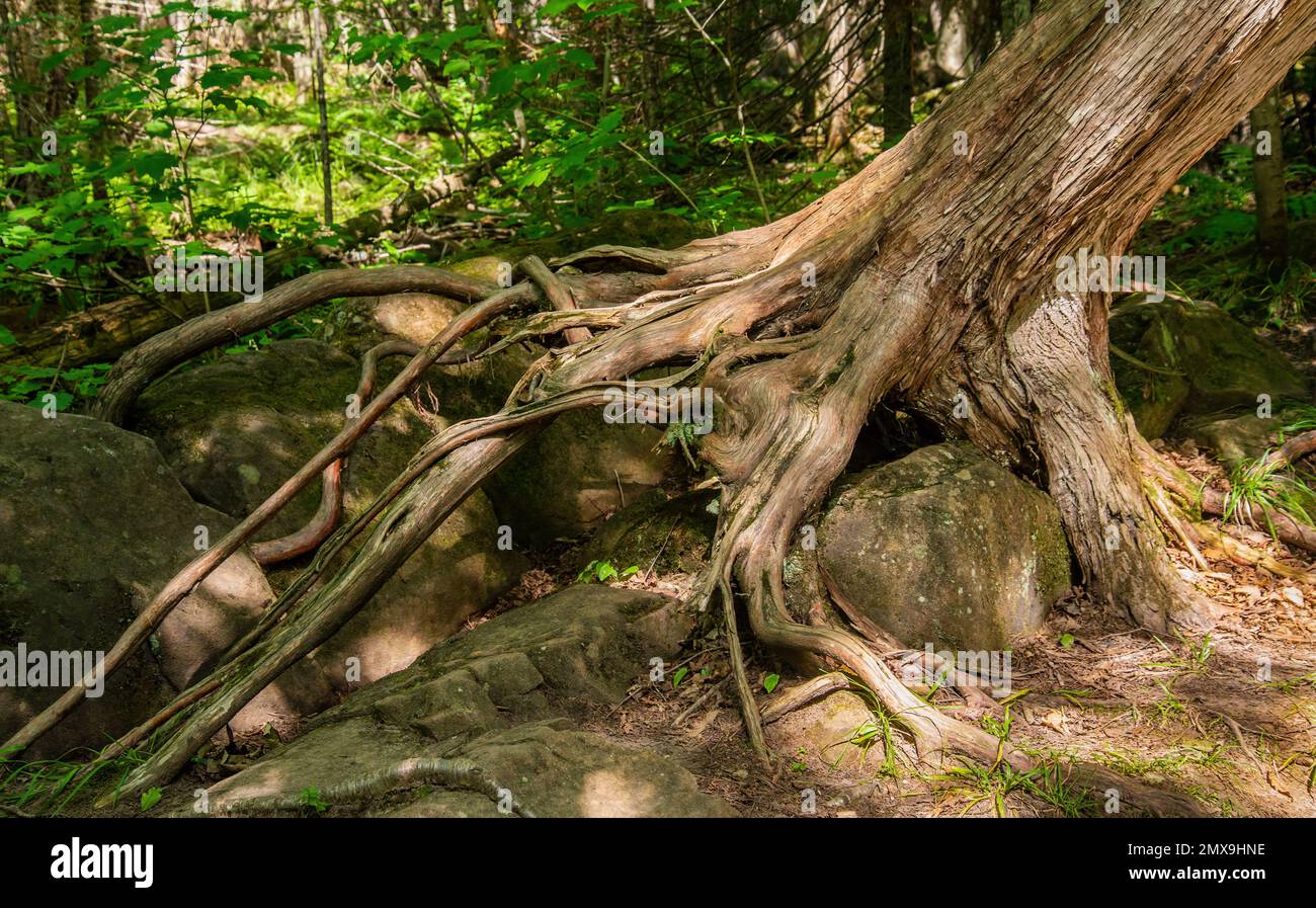 Wind and sand soil erosion reveal tree roots exposed Stock Photo - Alamy