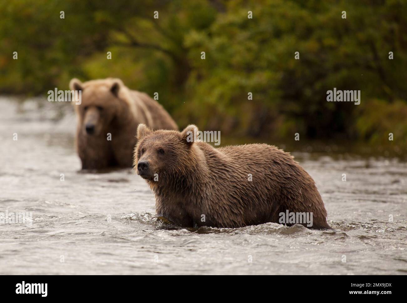 Alaskan Brown Bear Hunting For Salmon At The Katmai River Katmai alaskan-brown-bear-hunting-for-salmon-at-the-katmai-river-katmai