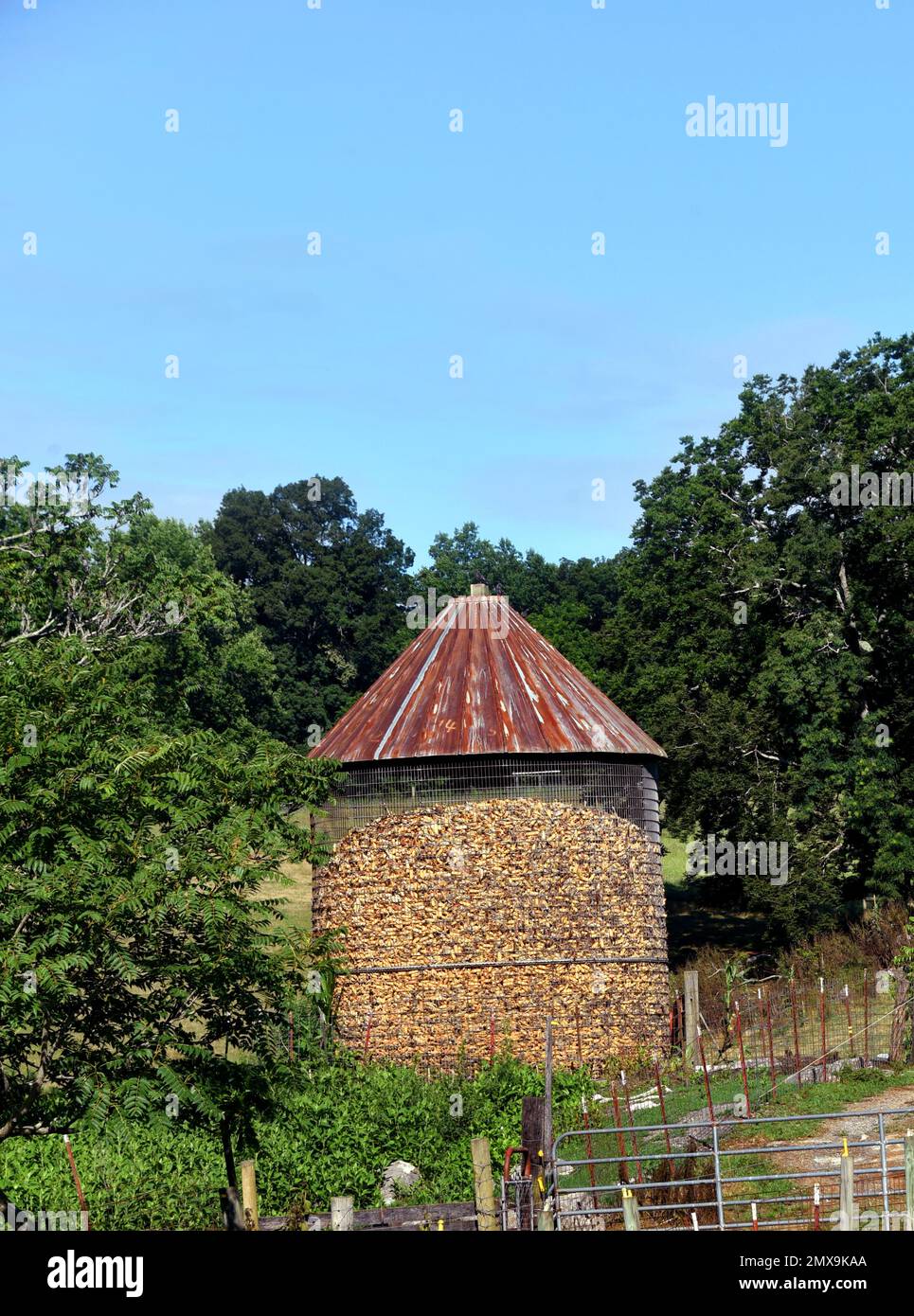 Old, corn crib is filled with corn crop. Round cylinder shaped silo is