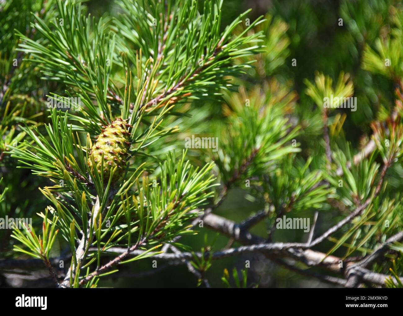 Fir Tree Branch Small Cones Hi-res Stock Photography And, 50% OFF