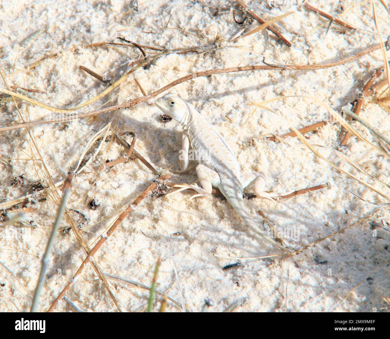 rare bleached earless lizard in white sand dunes Stock Photo