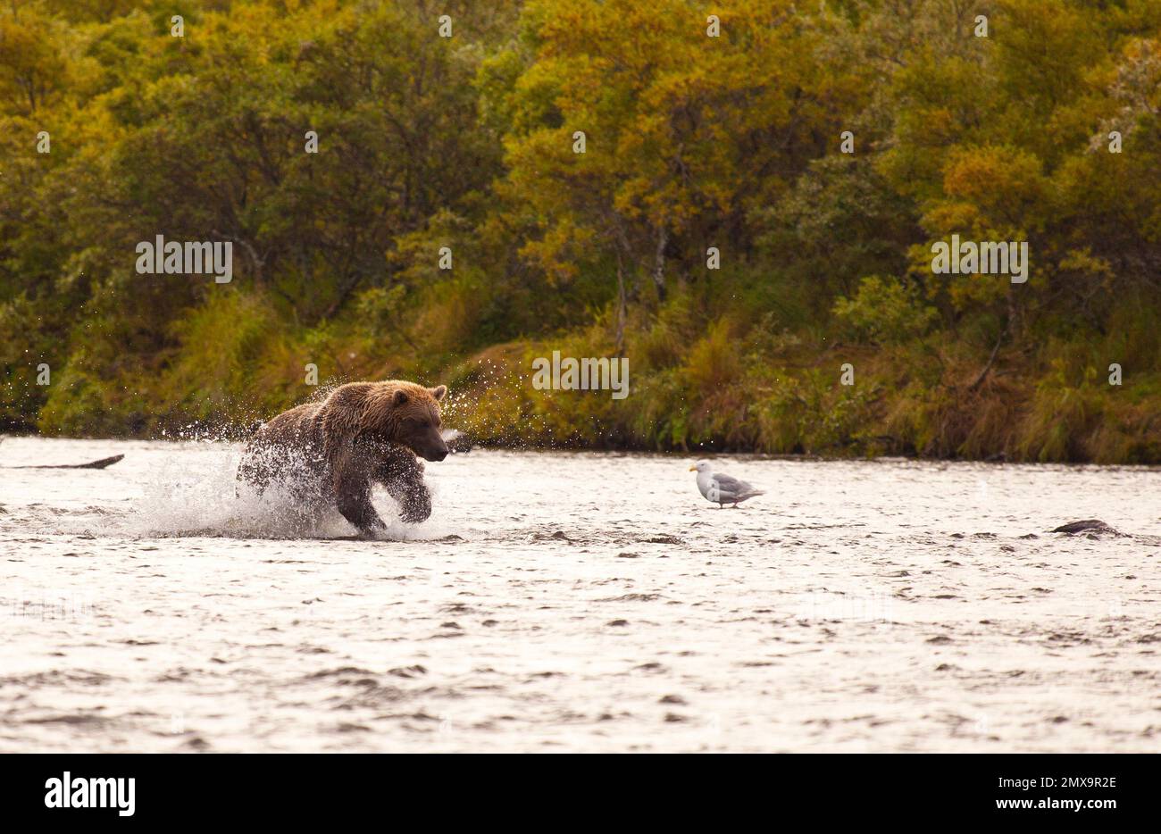 Alaskan Brown Bear Hunting For Salmon At The Katmai River Katmai alaskan-brown-bear-hunting-for-salmon-at-the-katmai-river-katmai