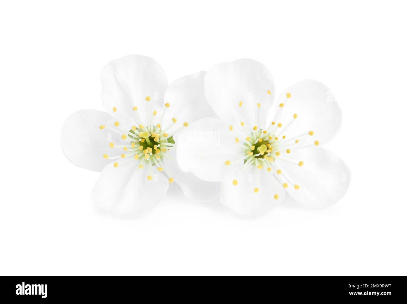 Beautiful tree blossom isolated on white. Spring season Stock Photo