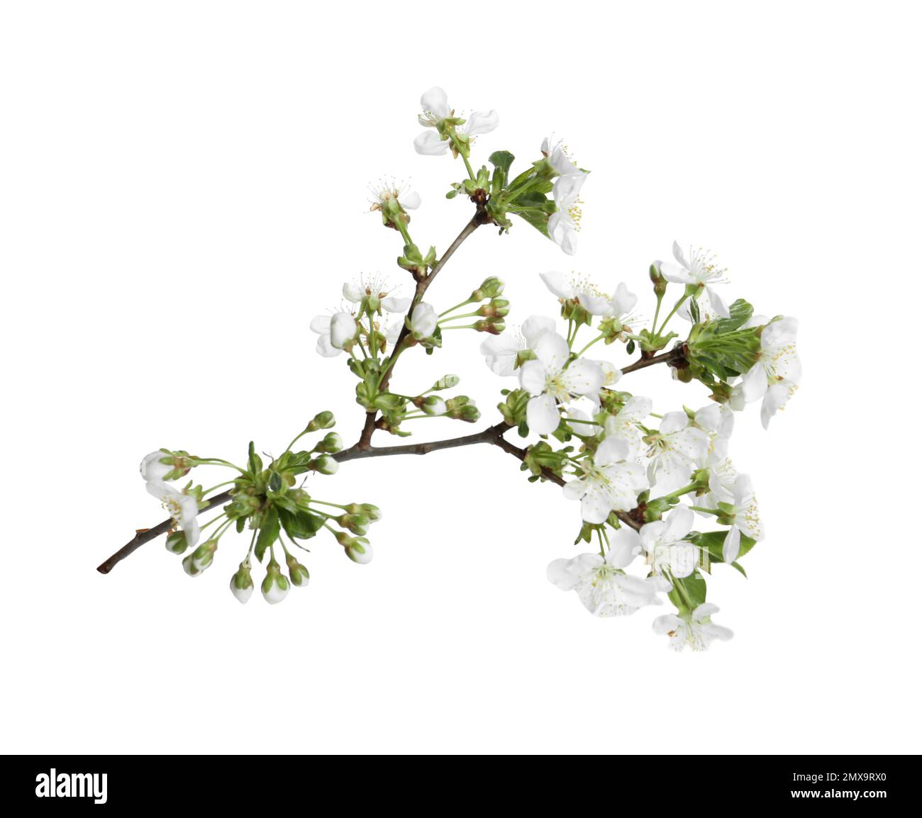 Tree branch with blossom isolated on white. Spring season Stock Photo