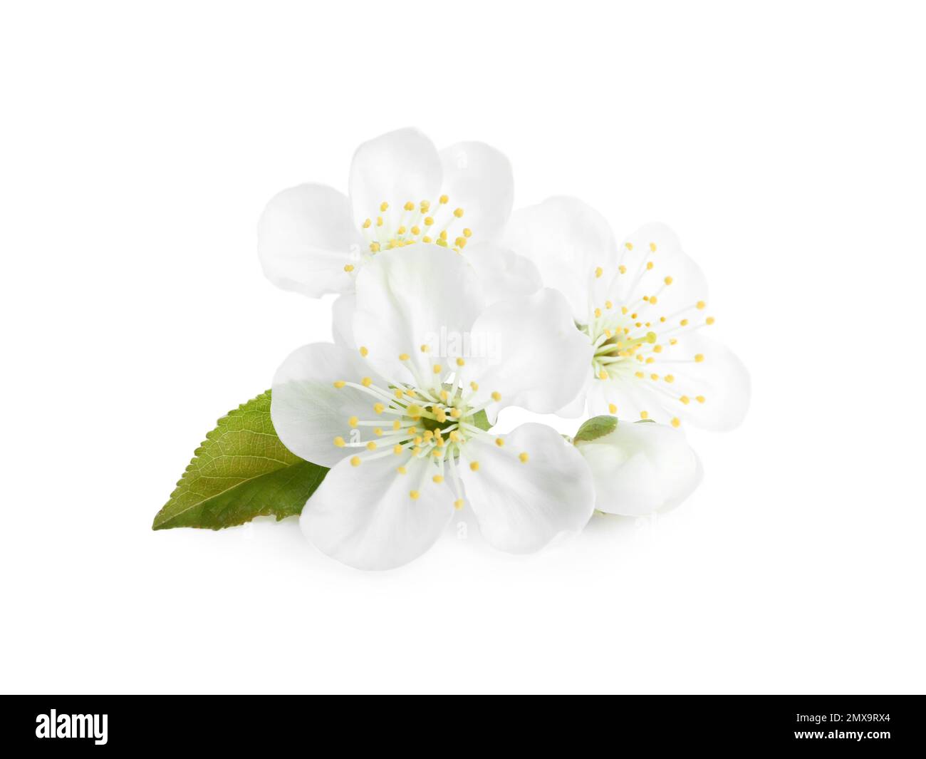Beautiful tree blossom isolated on white. Spring season Stock Photo