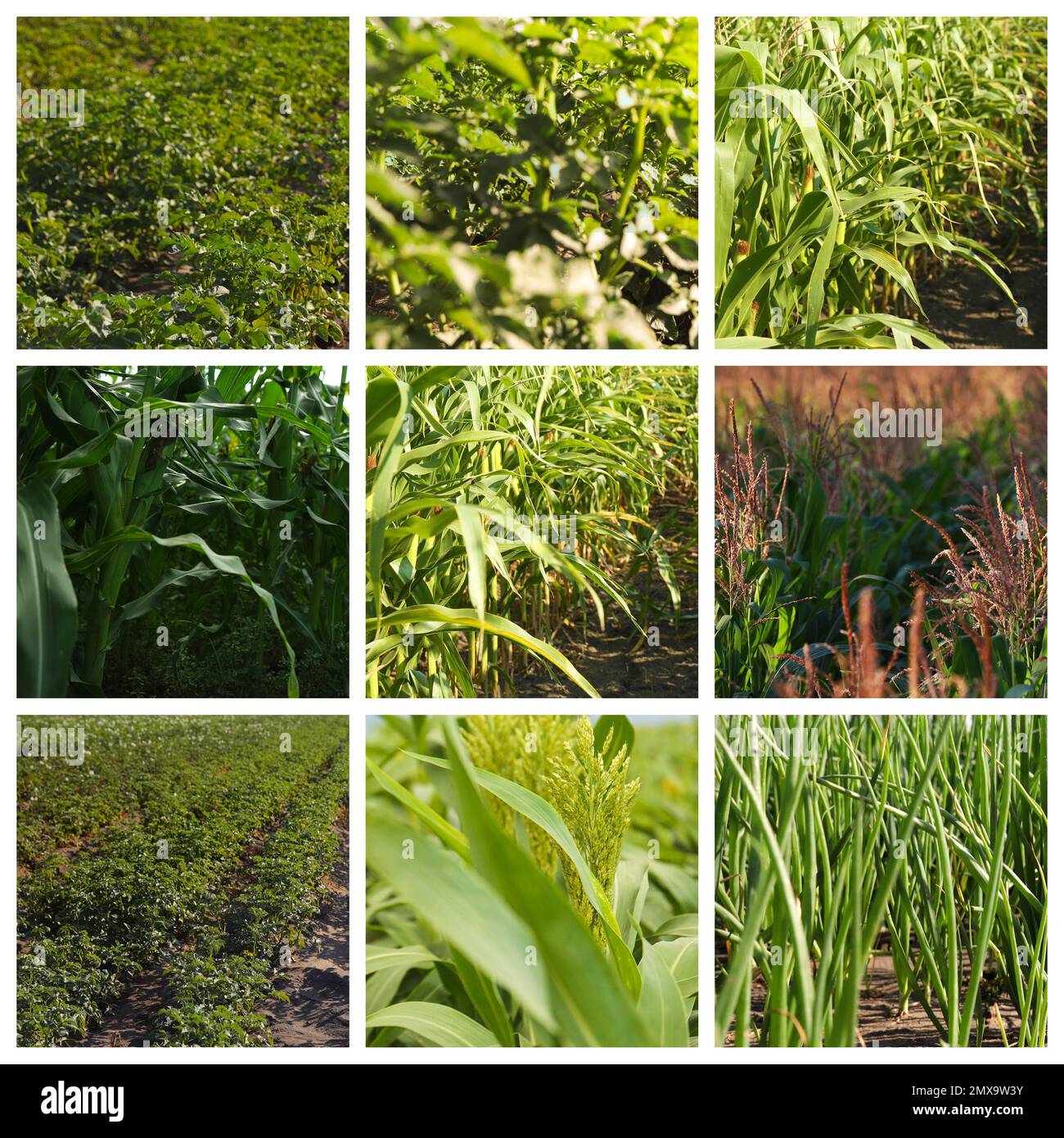 Collage with photos of fields on sunny day. Agriculture Stock Photo - Alamy