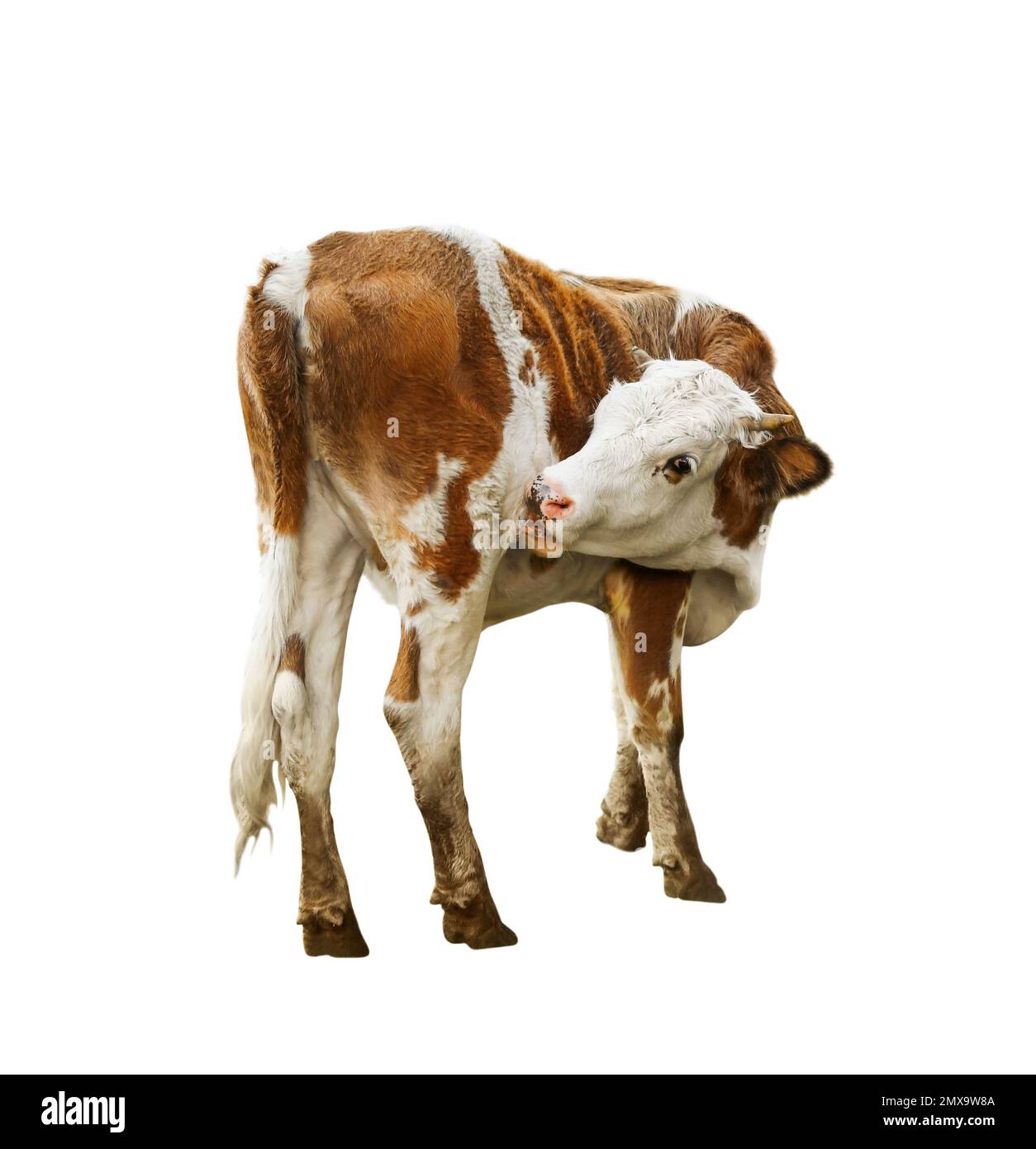 Beautiful brown cow on white background. Animal husbandry Stock Photo