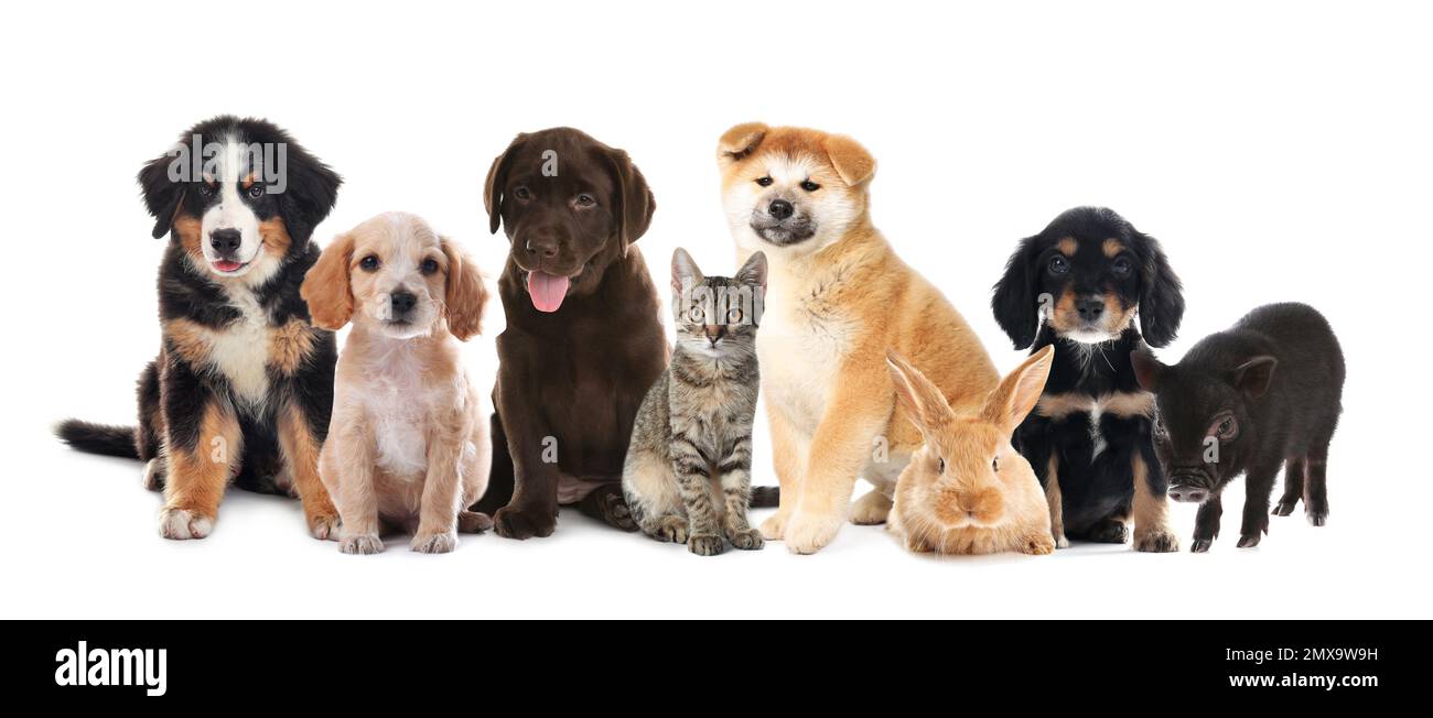 Collage with different adorable baby animals on white background ...
