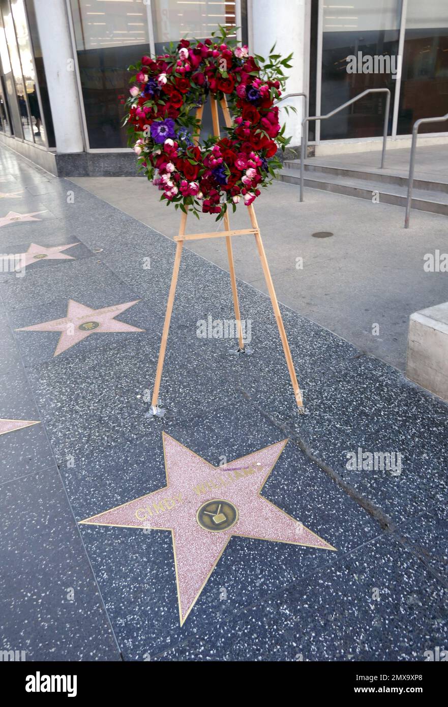 Los Angeles, California, USA 1st February 2023 A general view of atmosphere of Flowers on Actress Cindy Williams Hollywood Walk of Fame Star on February 1, 2023 in Los Angeles, California, USA. Photo by Barry King/Alamy Stock Photo Stock Photo