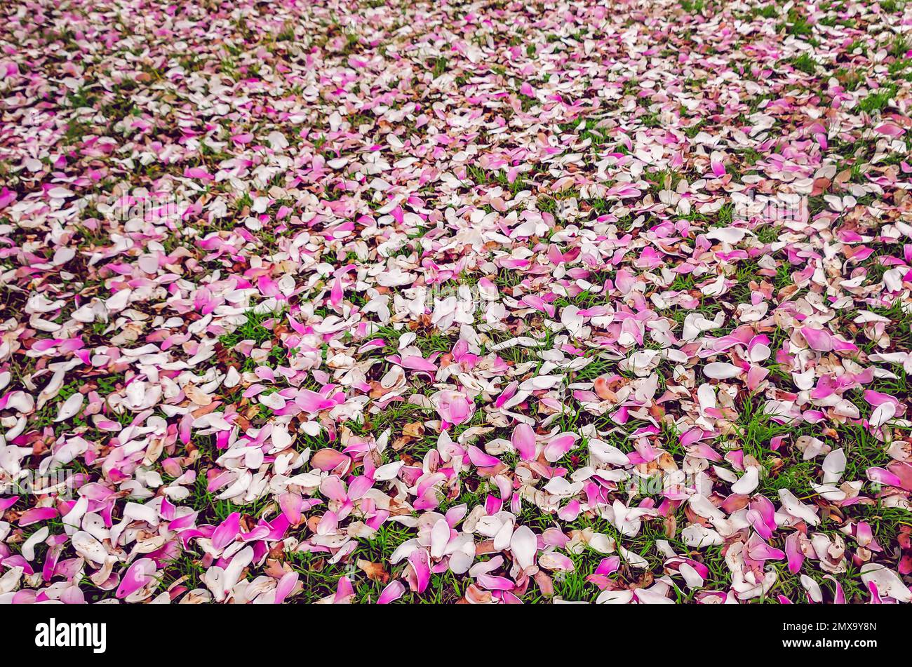 Japanese magnolia (Magnolia liliiflora) petals lay on the ground, Jan. 30, 2023, in Mobile, Alabama. Japanese magnolia is also called saucer magnolia. Stock Photo