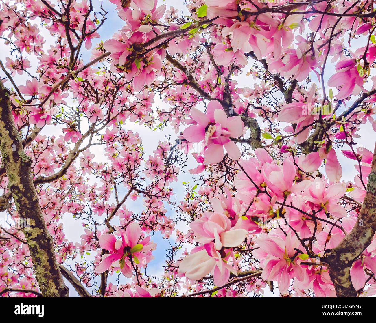 A Japanese magnolia (Magnolia liliiflora) tree is pictured, Jan. 30, 2023, in Mobile, Alabama