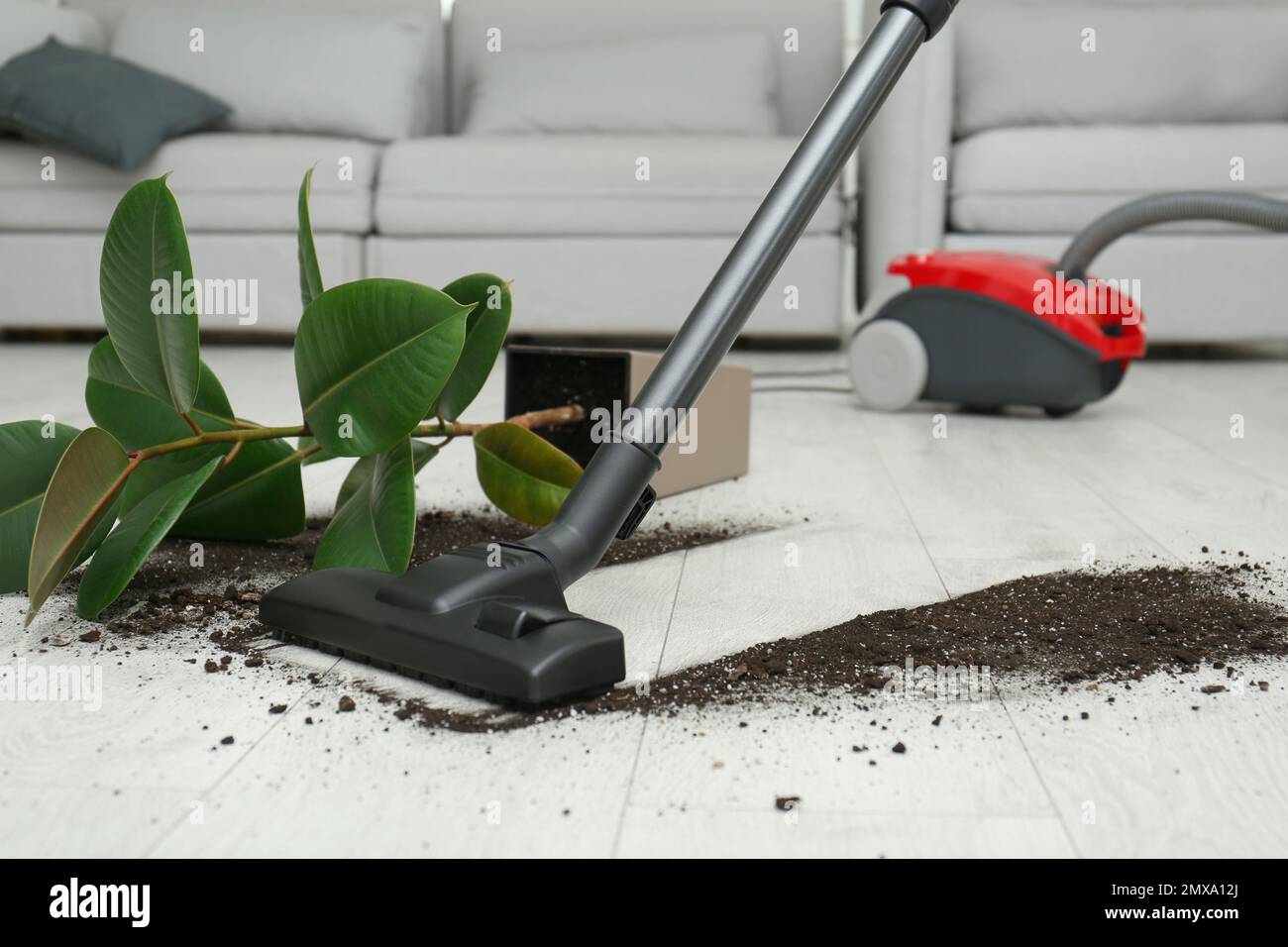 Removing soil from wooden floor with vacuum cleaner at home Stock Photo