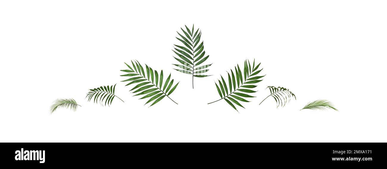 Set of tropical leaves on white background. Banner design Stock Photo