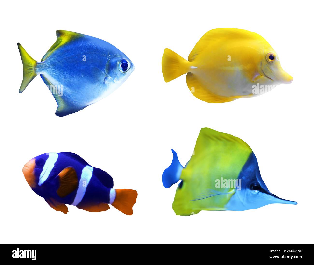 Set of different bright tropical fishes on white background Stock Photo
