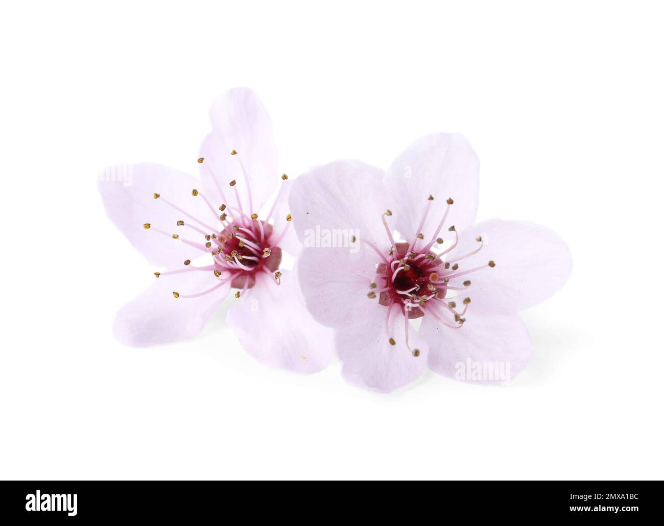Beautiful plum blossom isolated on white. Spring season Stock Photo