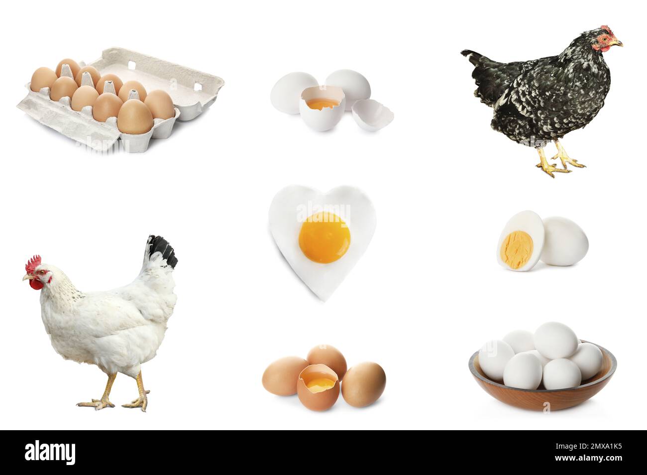 Collage with chickens and eggs on white background Stock Photo - Alamy