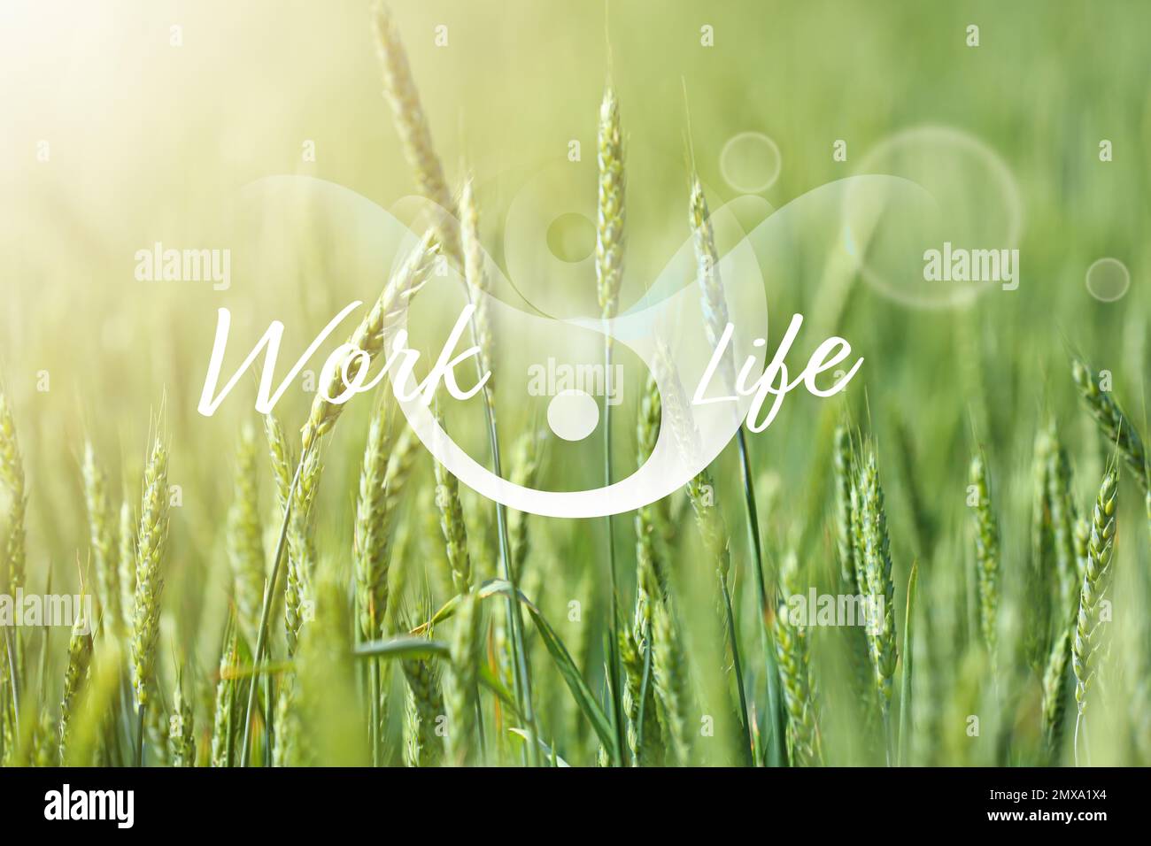 Wheat field on sunny day. Concept of balance between work and life Stock Photo