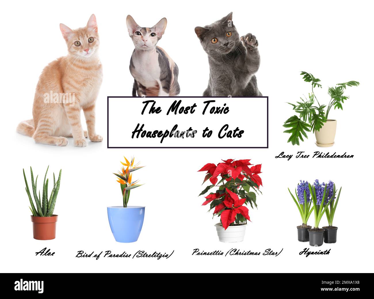 Set of house plants poisonous to cats and kittens on white background