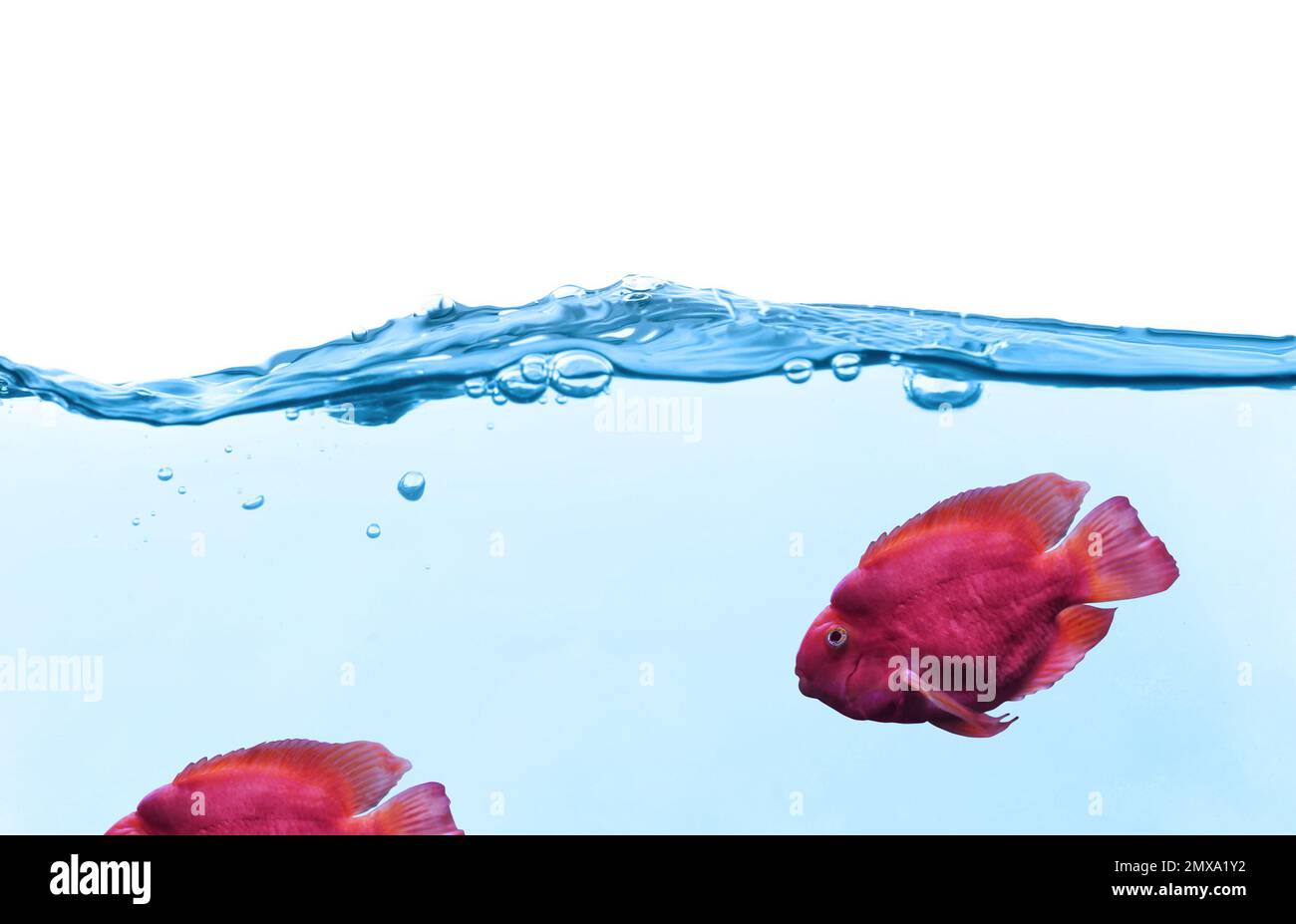 Beautiful tropical blood parrot cichlid fish in clear water Stock Photo