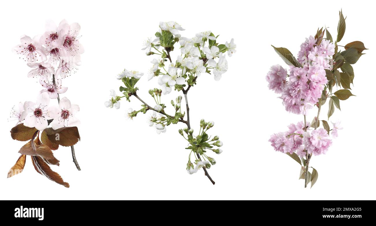 Set of tree branches with flowers on white background. Spring blossom Stock Photo