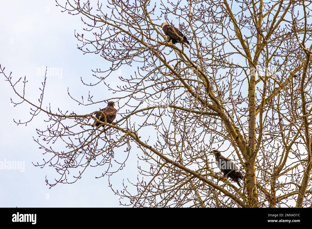 One mature and two immature Bald Eagles perched in a tree in Steveston British Columbia Canada Stock Photo