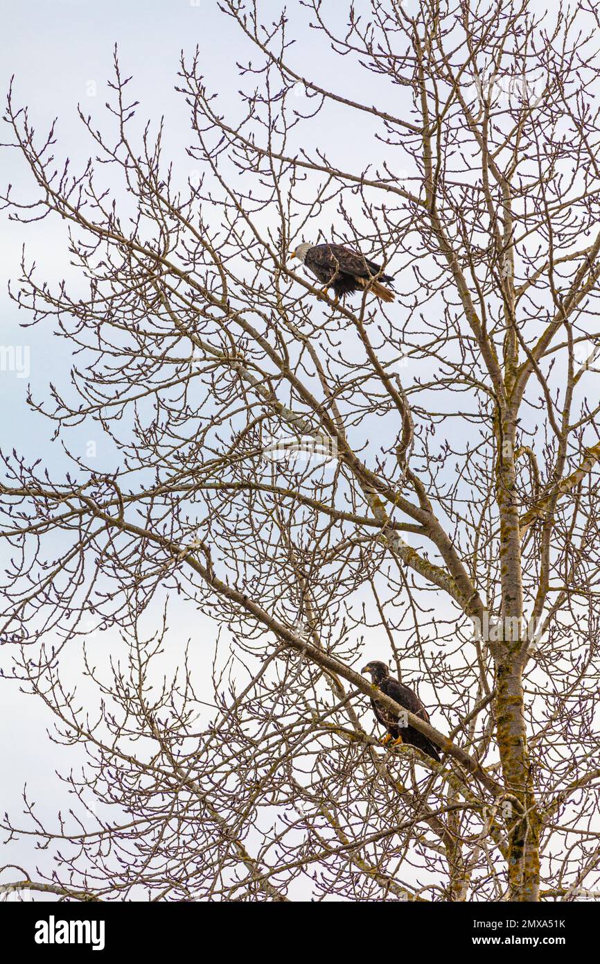 One mature and one immature Bald Eagles perched in a tree in Steveston British Columbia Canada Stock Photo